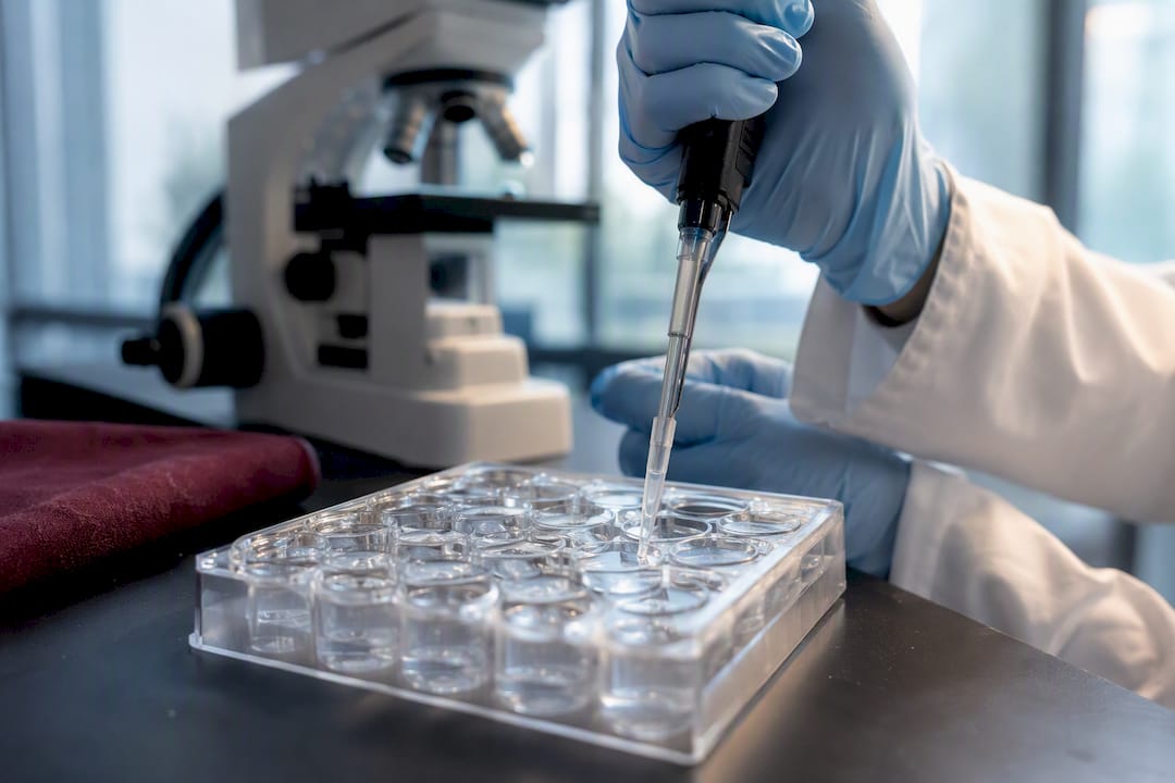 Scientist preparing neural cell culture assay