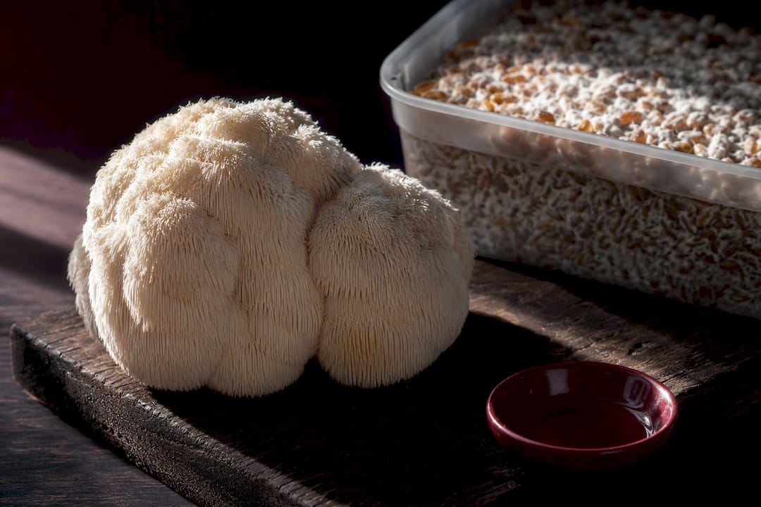 Lion’s Mane fruiting body beside grain mycelium